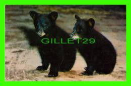 BEARS - BLACK BEAR CUBS - SCENIC ART - - Ours
