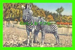 ZEBRAS - ZÈBRES - No 182 - EDITION STEHLI - - Zebras