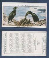 CHROMO PLAYER´S CIGARETTES - BIRDS AND THEIR YOUNG - SHAG MALE & FEMALE - Cormoran Huppé - Player's