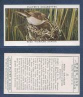 CHROMO PLAYER´S CIGARETTES - BIRDS AND THEIR YOUNG - REED WARBLER FEMALE - ROUSSEROLLE - Player's