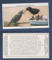 CHROMO PLAYER´S CIGARETTES - BIRDS AND THEIR YOUNG - STARLING FEMALE - ETOURNEAU - Player's
