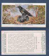 CHROMO PLAYER´S CIGARETTES - BIRDS AND THEIR YOUNG - CARRION CROW FEMALE - CORNEILLE NOIRE - Player's