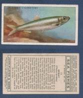 CHROMO PLAYER´S CIGARETTES - SEA FISHES - SPRAT - Player's