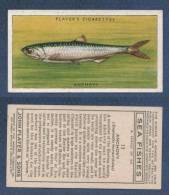 CHROMO PLAYER´S CIGARETTES - SEA FISHES - ANCHOVY - ANCHOIS - Player's