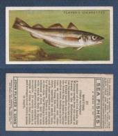 CHROMO PLAYER´S CIGARETTES - SEA FISHES - WHITING - MERLAN - Player's