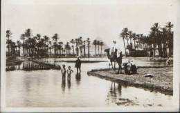 Egypt-Postcard Interwar-Landscape Near The Pyramids,oasis With Camels-unused, 2/scans. - Piramiden