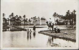 Egypt-Postcard Interwar-Landscape Near The Pyramids,oasis With Camels-unused, 2/scans. - Pyramids