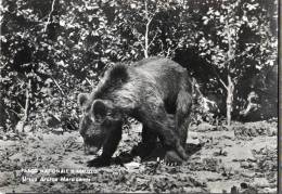 PARCO NAZIONALE D'ABRUZZO ORSO Ursus Arctos Marsicanus SEE 2 SCANS - Bears