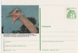 Entier Postal Allemagne, 1981 - Ostrich / Autruche  - Stationery Postcard - Struzzi