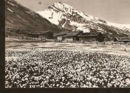 5k. Switzerland, Wiesener Alp Mit Valbellahorn - Wiesen