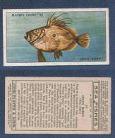 CHROMO PLAYER´S CIGARETTES - SEA FISHES - JOHN DORY - ZEUS FABER - SAINT PIERRE - Player's