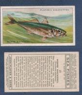 CHROMO PLAYER´S CIGARETTES - SEA FISHES - HORSE MACKEREL - CHINCHARD - Player's