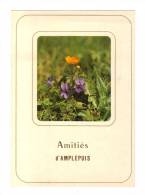 Amplepuis: Amities, Violettes (12-5030) - Amplepuis