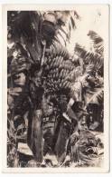 UNITED STATES - Hawaii, Banana Tree, Year 1938 - Honolulu