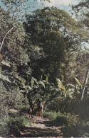 BR27610 Haiti Vegetation Tropicale Dans Le Nord  2  Scans - Haïti