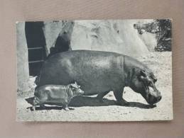 HIPPOPOTAME ET SON PETIT Parc Zoologique Du Bois De Vincennes - Hippopotamuses
