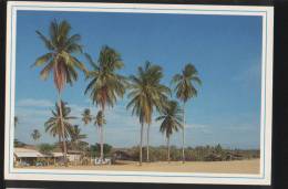 Malaysia Old Post Card 1990 The Beach Of Moon Beach With Fine White Sand Kota Bharu Kelantan - Malaysia