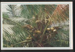 Malaysia Old Post Card 1990 A Trained Monkey Plucking Coconuts Kg Sabak Kota Bharu, Kelantan - Maleisië