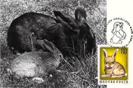 Delcampe - HONGRIE CARTE MAXIMUM NUM.YVERT  2406 JEUNES ANIMAUX DOMESTIQUES - Maximumkarten (MC)