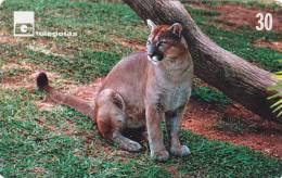 Télécarte - Taxcard : Le Puma Concolor - Jungle