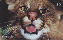 Télécarte - Taxcard : Gato Palheiro - Oncifelis Colocolo - Jungle