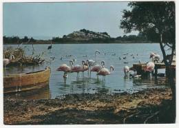 CP RESERVE AFRICAINE DE SIGEAN, FLAMANTS, AUDE 11 - Sigean