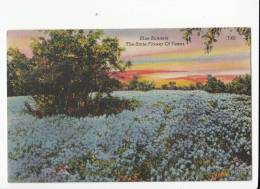 Blue Bonnets The State Flower Of Texas 1944 PC USA - Other & Unclassified