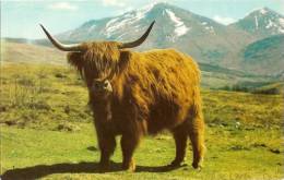 A Monarch Of The Glen - Photo Pecision Limited / Colourmaster International [cow - Vache - Kuh] - Tauri