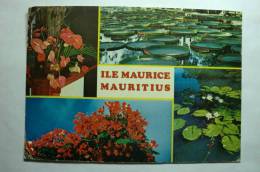 Ile Maurice - Mauritius - Fleurs Tropiques - Maurice