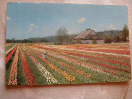 Tulip Field - Puyallup Valley  Washington     D88142 - Unclassified