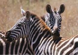 CPM - Zèbres Dans La Savane Africaine - Zebre