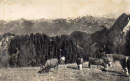 THOLLON LES MEMISES Vue Sur Les Montagnes Suisses Rochers De Nayes Et Diablerets - Thollon