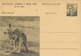 CESKOSLOVENSKO : Not-travelled Postal Stationery : FAUNA,WILD ANIMALS,KANGAROO, - Game