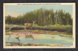 130134 /  A PARK DEER NEAR GRAND CANYON  , YELLOWSTONE NATIONAL PARK -  United States Etats-Unis USA - USA Nationalparks