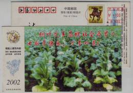 Hometown Of Tobacco Planting,China 2002 Ji'an New Year Greeting Advertising Pre-stamped Card - Tabacco