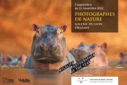 Cpm Hippopotame Hippo - Nijlpaarden