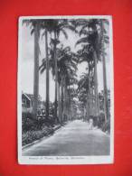 Avenue Of Palm,Belleville - Barbados