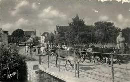 Réf : T-12- 088  :   Noyers Sur Cher Troupeau De Chèvres - Noyers Sur Cher