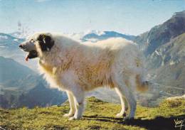 Cp , ANIMAUX , CHIEN , Chien Des Pyrénées - Chiens