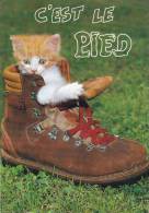 Cp , ANIMAUX , CHAT , C'est Le Pied - Cats