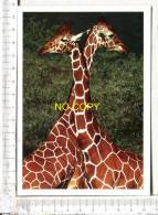 GIRAFES  -  Girafes Réticulées Mâles - KENYA - Jirafas