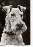 Tier Animal Motiv Hund Dog Drahthaar Foxterrier Sw 1979 - Honden