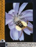 D1189 Hosenbiene - Schweizerischer Bund Fur Naturschutz - Sektionen Zurich Und Zug -honingbij,  Abeille, Ape, Bee, - Insects