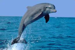 E-10zc/Do  15 ^^  Marine Mammal Dolphin Mammifères Marins   Dauphins , ( Postal Stationery , Articles Postaux ) - Dauphins