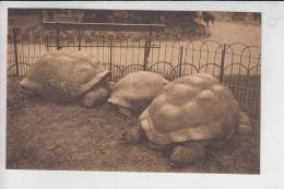 ZOO - Antwerpen, Schildkröten / Turtles - Bad Berleburg