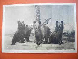 (2/2/70) AK "Zoologischer Garten München" Braunbären In Hellabrunn Um 1900 - Ours