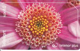 Norway, N240, Rod Blomst, Gerbera, Flower, CN ; 22030 001E3,  2 Scans. - Norwegen