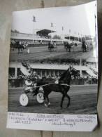 Hungary Hippodrome - Ügetö - Horse Racing   Race  Real Photo 1985 - Not A Postcard   X130.1 - Horse Show