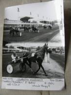 Hungary Hippodrome - Ügetö - Horse Racing   Race  Real Photo 1985 - Not A Postcard   X130.4 - Horse Show