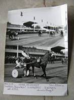 Hungary Hippodrome - Ügetö - Horse Racing   Race  Real Photo 1985 - Not A Postcard   X130.6 - Reitsport